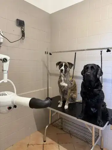 Animaux admis