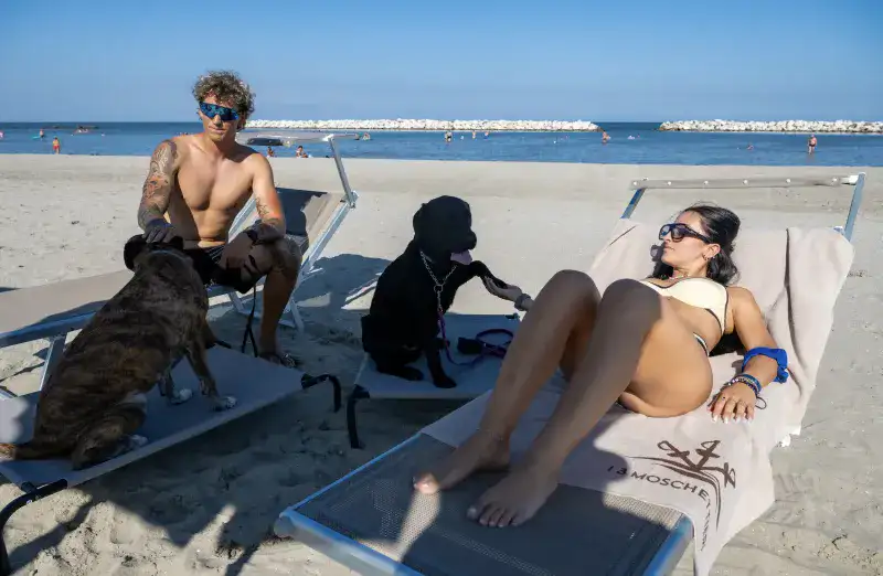 Animaux admis
